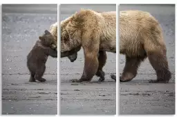 Un petit câlin d'ours - affiche animaux