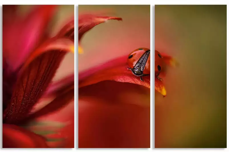 Coccinelle - affiche de fleurs