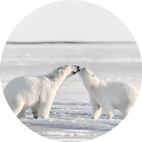 Tableaux animaux